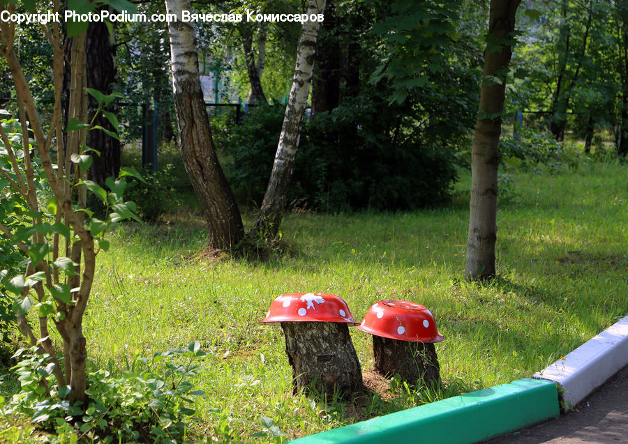 Birch, Tree, Wood, Agaric, Amanita, Fungus, Mushroom