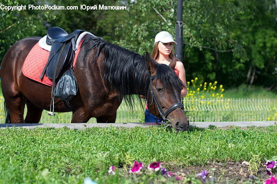 People, Person, Human, Animal, Horse, Mammal, Equestrian