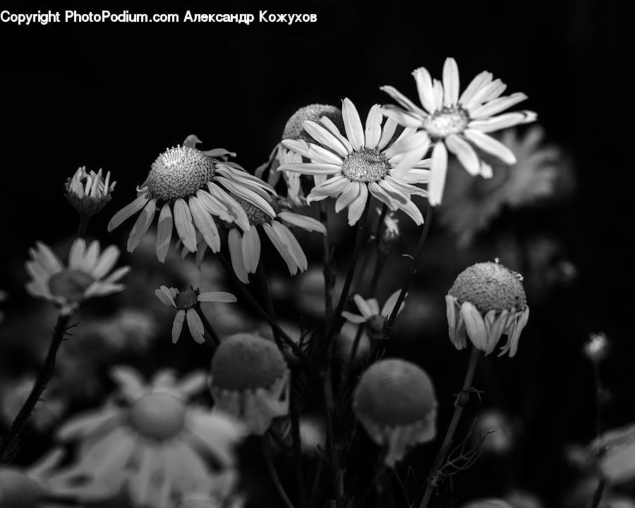 Aster, Blossom, Flower, Plant, Asteraceae, Flora, X-Ray