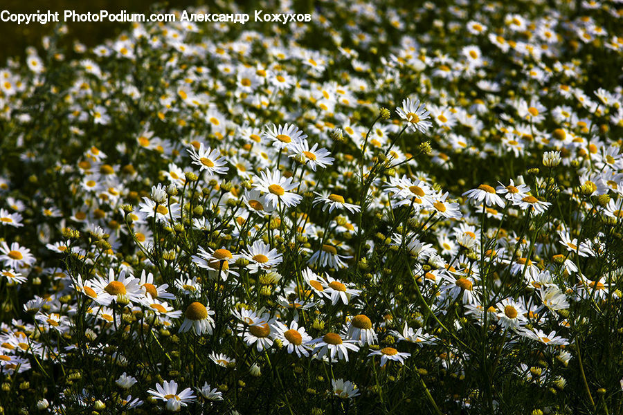Daisies, Daisy, Flower, Plant, Blossom, Flora, Fiber