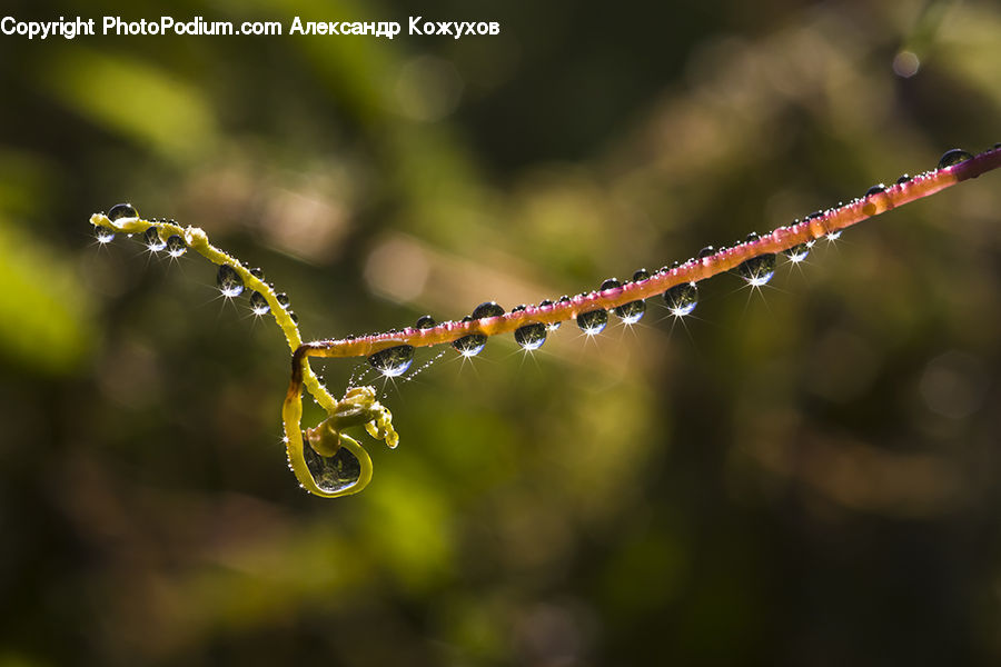 Ball, Sphere, Droplet, Plant, Blossom, Flora, Flower