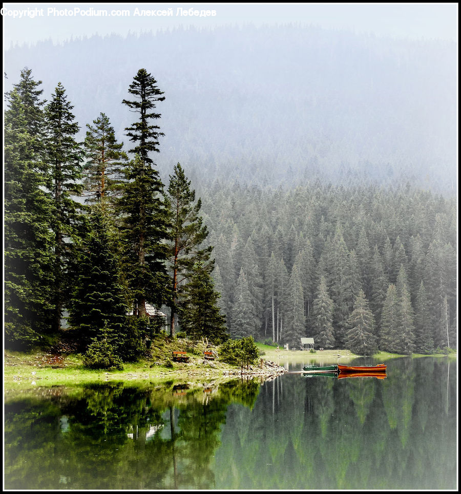 Conifer, Fir, Plant, Tree, Pine, Spruce, Wood