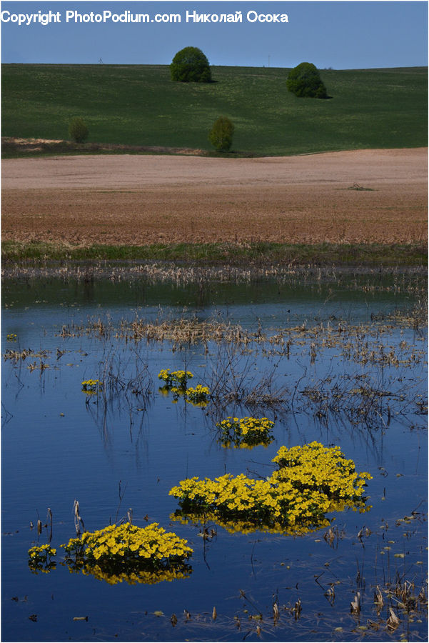 Flower, Mimosa, Plant, Tree, Land, Marsh, Pond