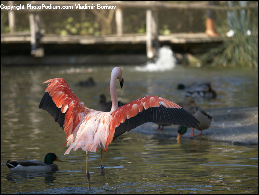 Bird, Flamingo, Flock, Goose, Waterfowl, Beak, Kite Bird