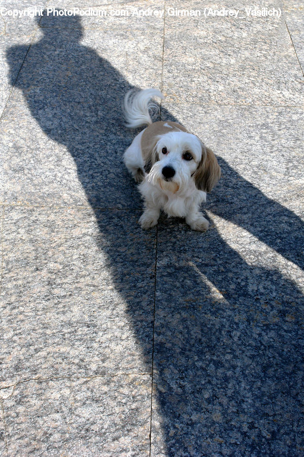 Pavement, Animal, Canine, Cocker Spaniel, Dog, Mammal, Pet