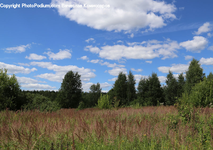 Field, Grass, Grassland, Land, Outdoors, Plant, Cloud