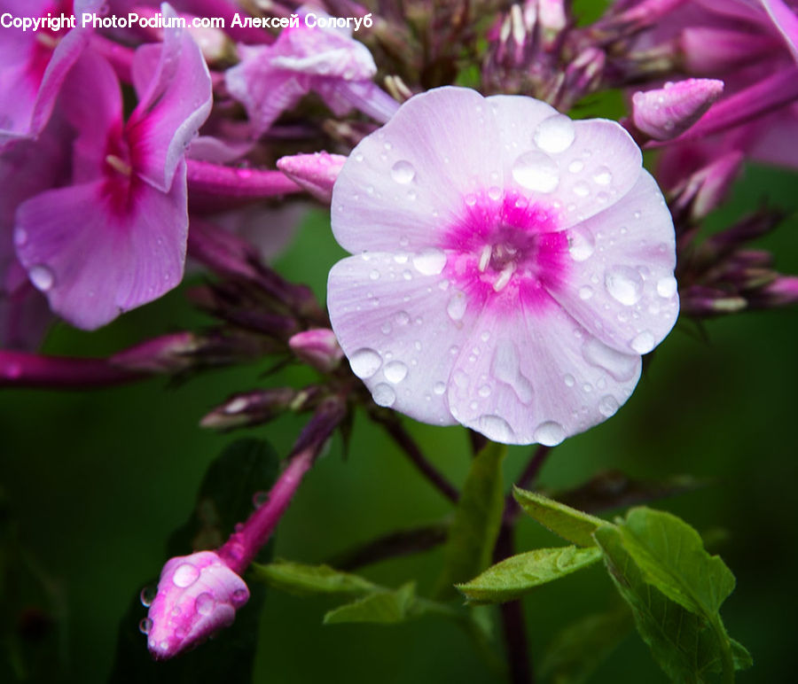 Blossom, Flora, Flower, Geranium, Plant