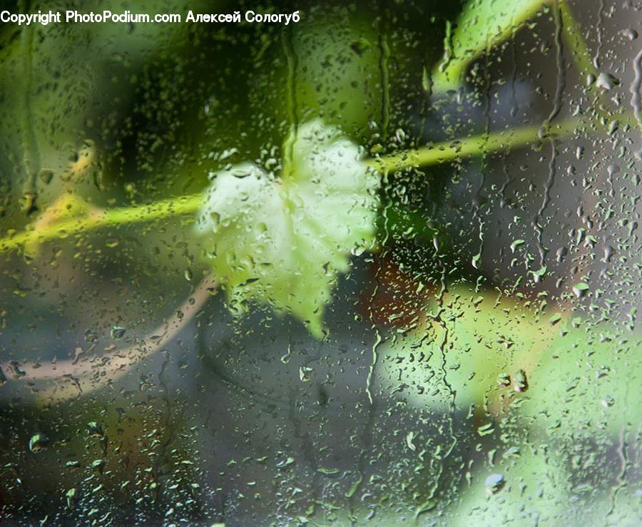 Algae, Aloe, Plant, Cucumber, Vegetable, Water, Aphid