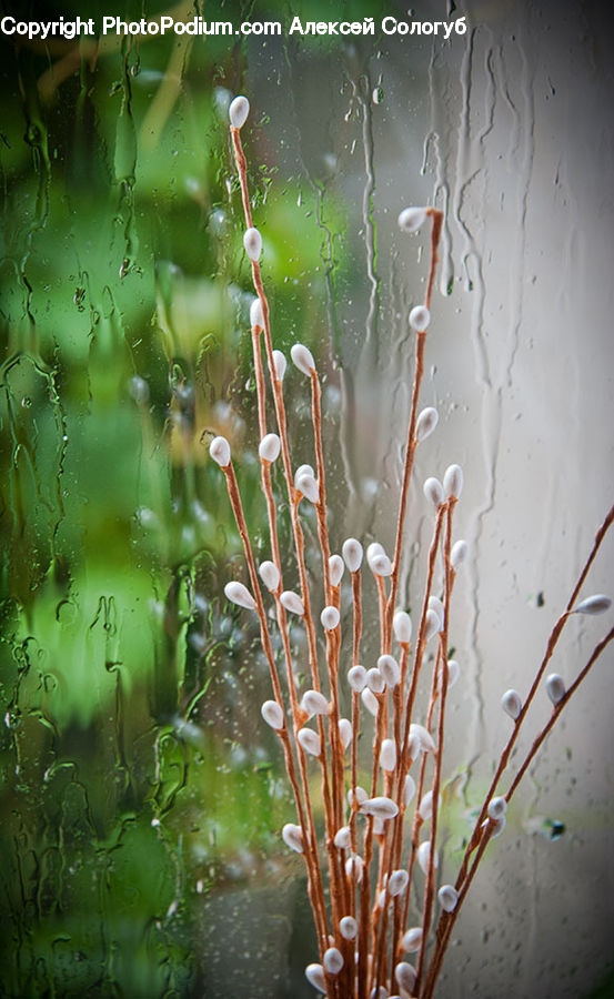 Field, Grass, Grassland, Plant, Blossom, Flora, Flower