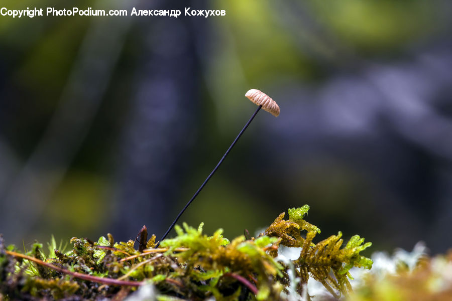 Moss, Plant, Conifer, Fir, Tree, Flora, Pollen