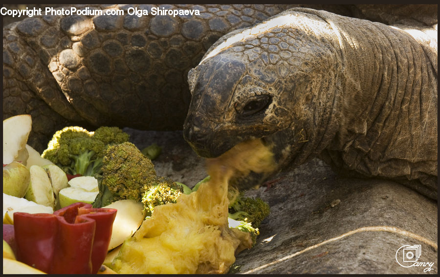 Broccoli, Produce, Vegetable, Cauliflower, Reptile, Tortoise, Turtle