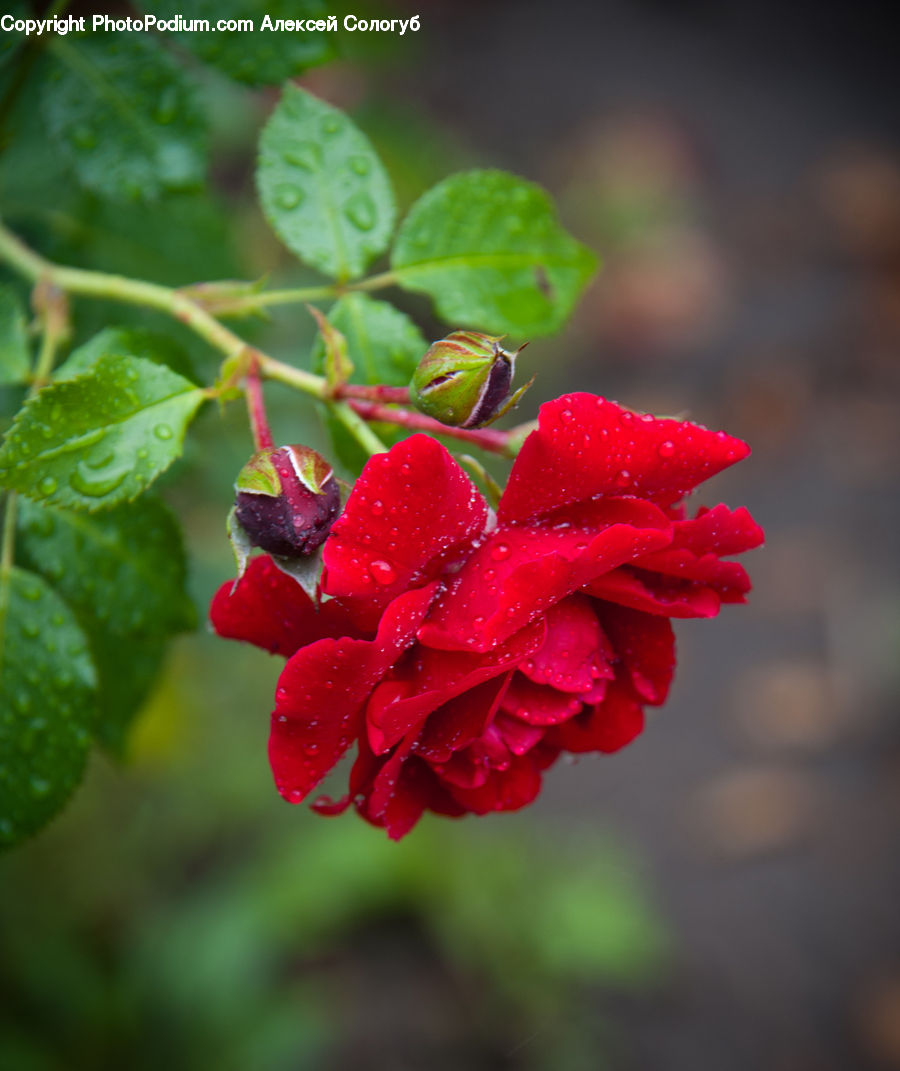 Blossom, Flora, Flower, Geranium, Plant, Carnation