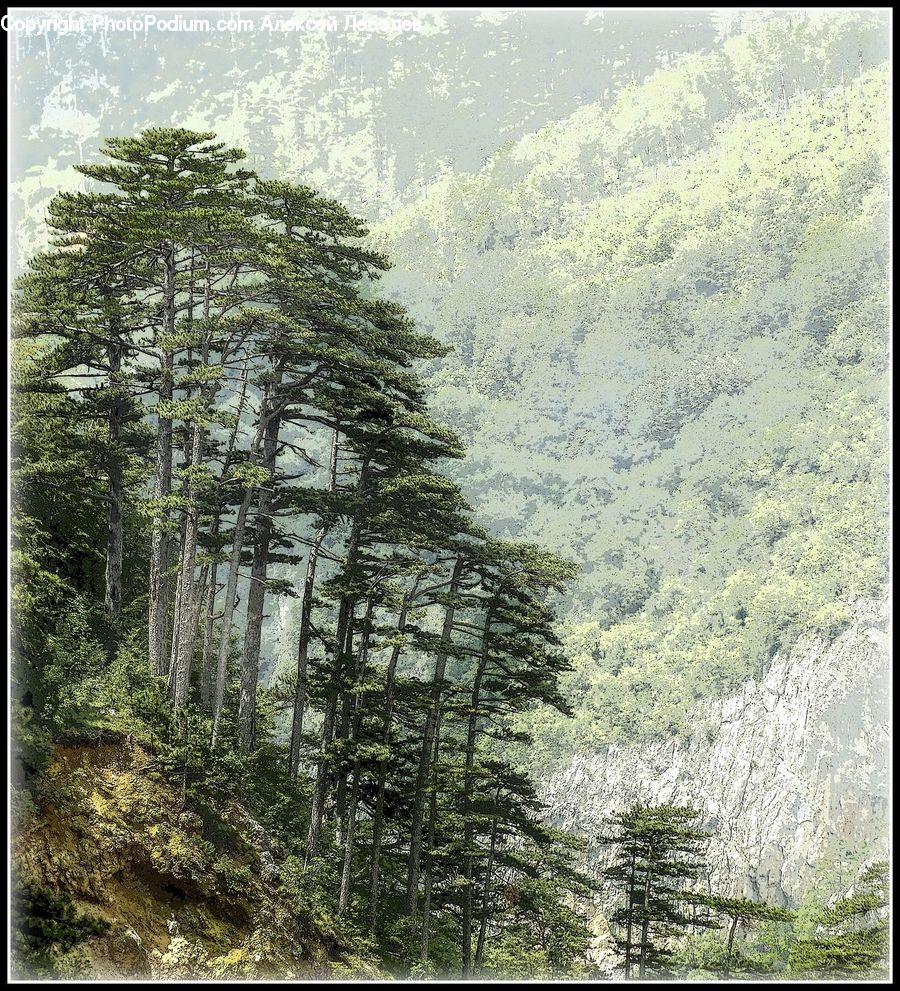 Conifer, Fir, Spruce, Wood, Plant, Tree, Forest
