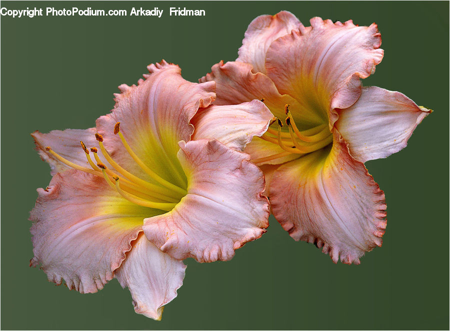 Flora, Flower, Gladiolus, Plant, Hibiscus, Poppy, Lily