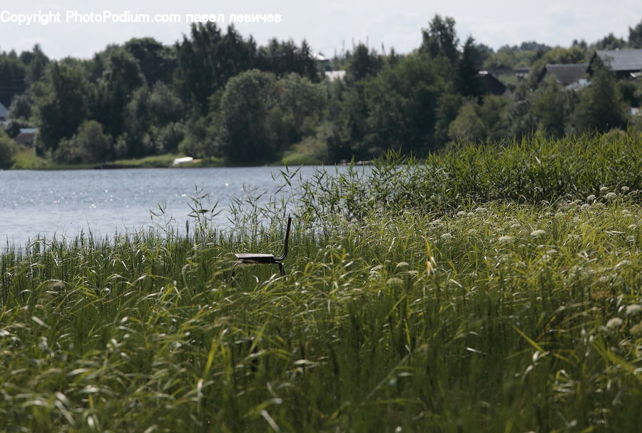 Field, Grass, Grassland, Plant, Land, Outdoors, Forest