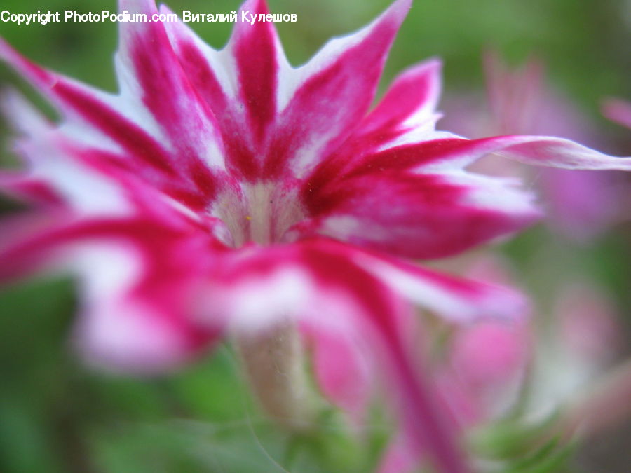 Blossom, Flora, Flower, Geranium, Plant, Dahlia, Daisies