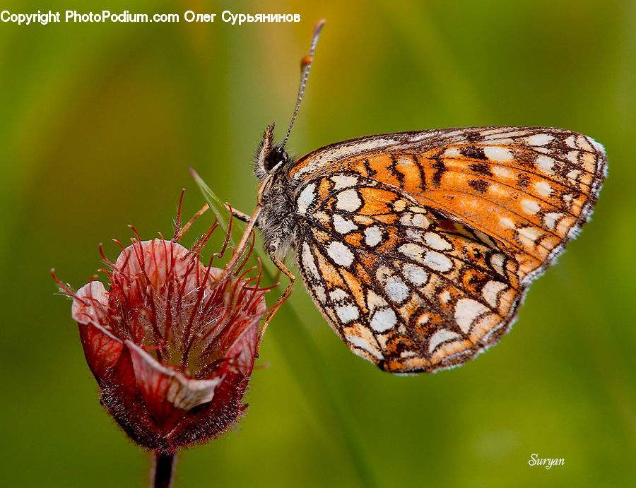 Butterfly, Insect, Invertebrate, Blossom, Flora, Flower, Plant