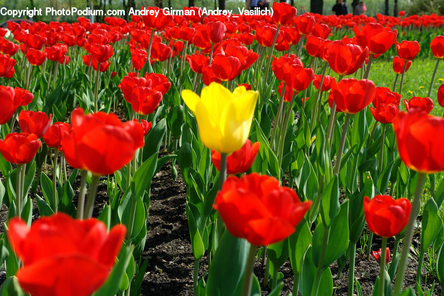 Blossom, Flora, Flower, Plant, Tulip, Field, Grass