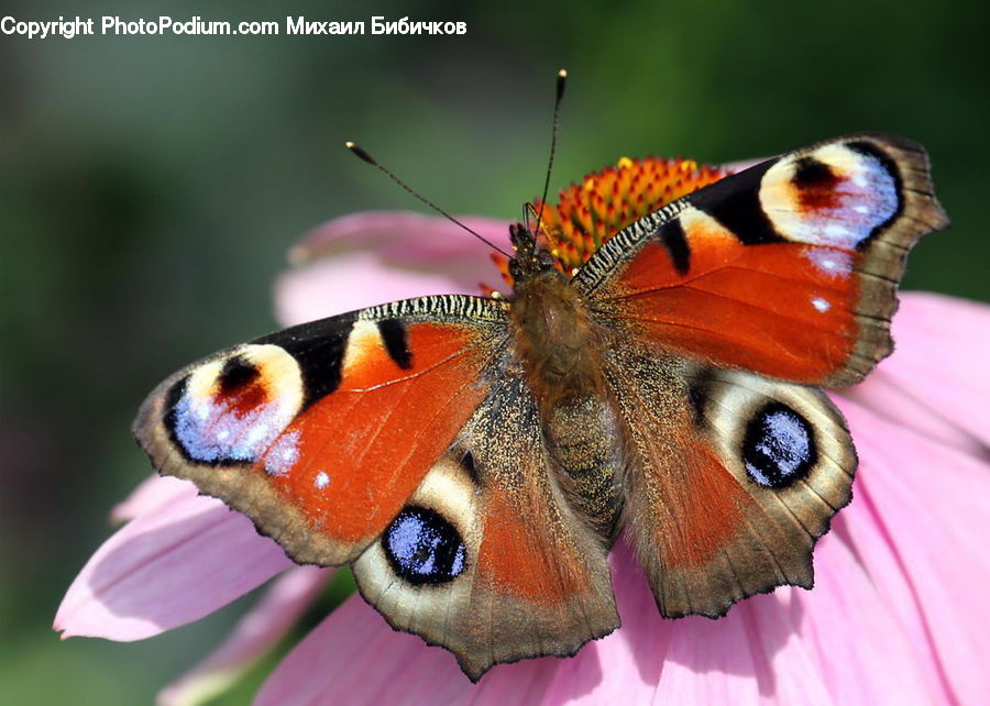 Butterfly, Insect, Invertebrate, Asilidae, Aster, Blossom, Flower