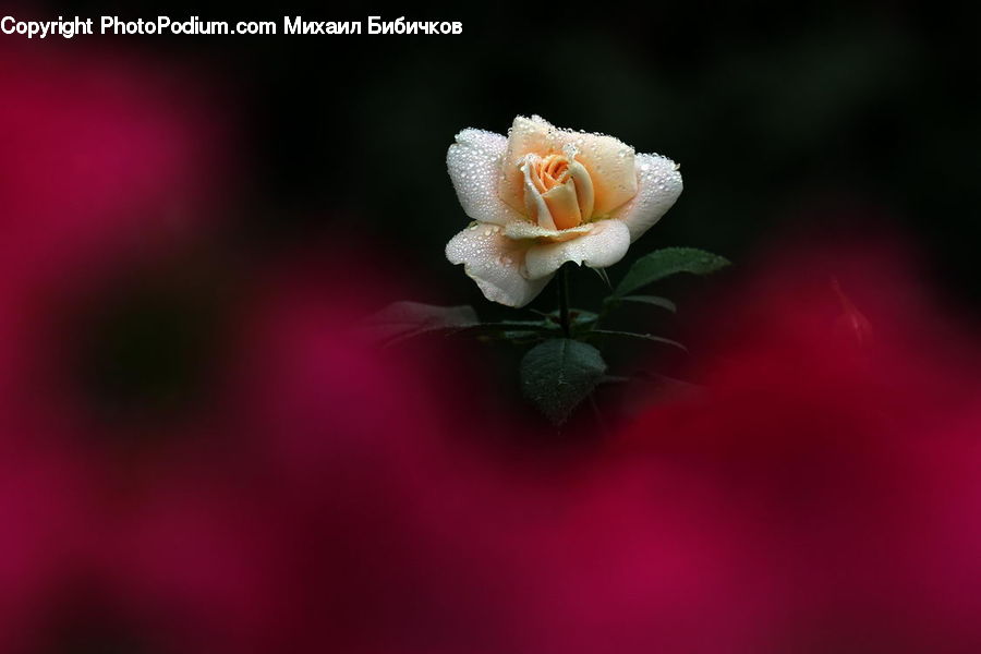 Blossom, Flower, Plant, Rose, Flora, Petal, Pollen