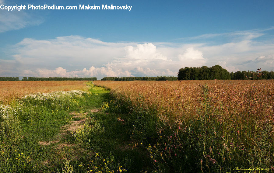 Field, Grass, Grassland, Land, Outdoors, Grain, Wheat