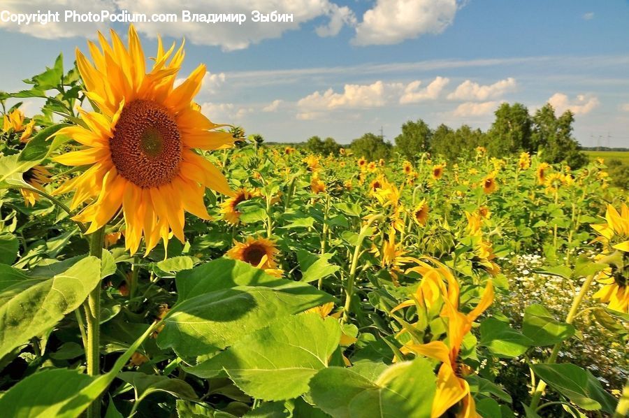 Blossom, Flora, Flower, Plant, Sunflower, Vegetation