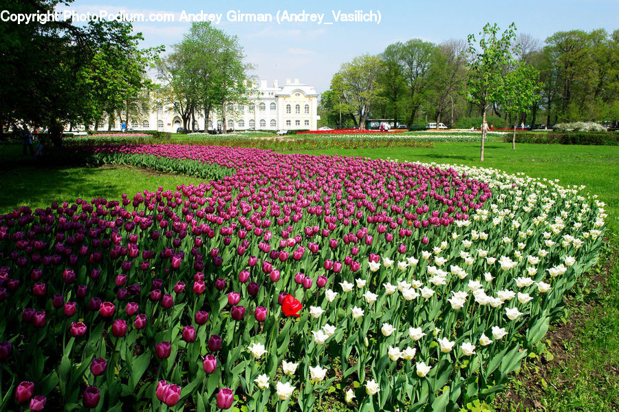 Blossom, Flora, Flower, Plant, Tulip, Crocus