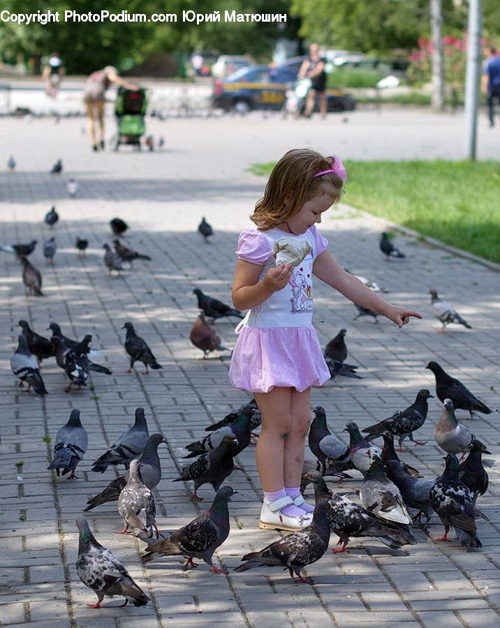 People, Person, Human, Bird, Pigeon, Dove