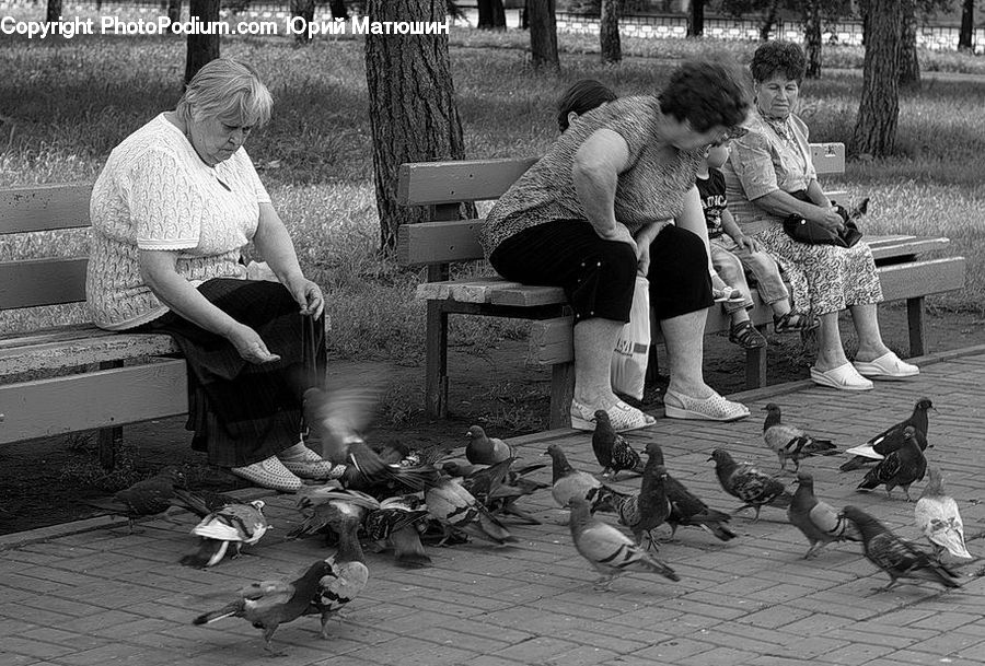 Human, People, Person, Bird, Pigeon, Bench, Dove