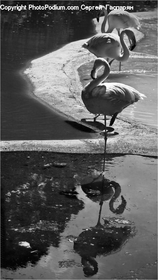 Bird, Flamingo, Flock, Tar, Waterfowl, Water, Outdoors