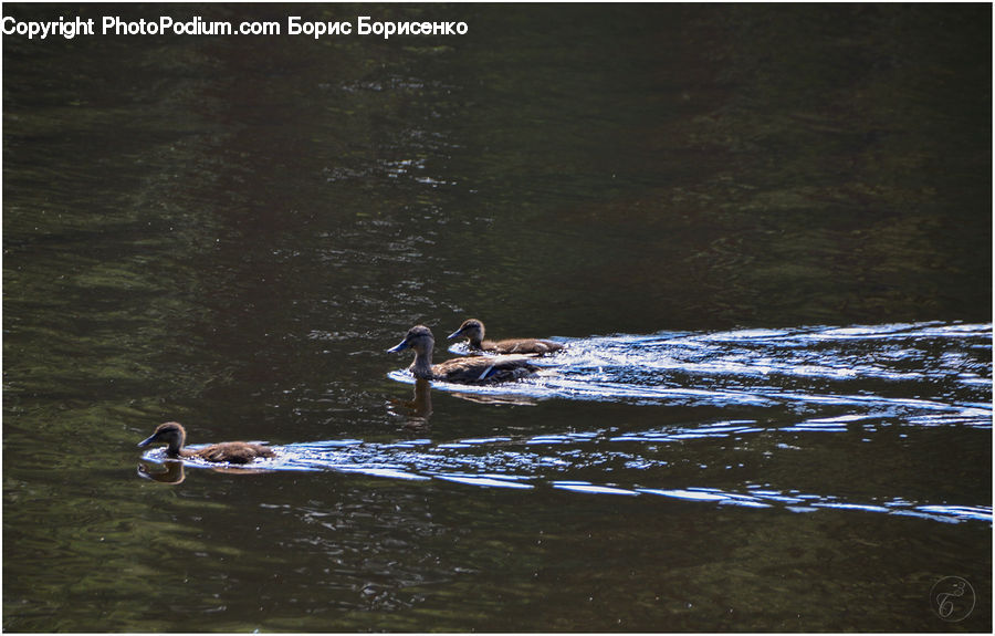 Animal, Mammal, Otter, Bird, Waterfowl, Duck, Teal