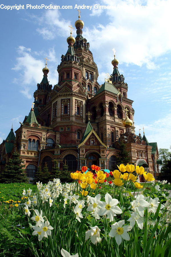 Blossom, Daffodil, Flora, Flower, Plant, Architecture, Mansion