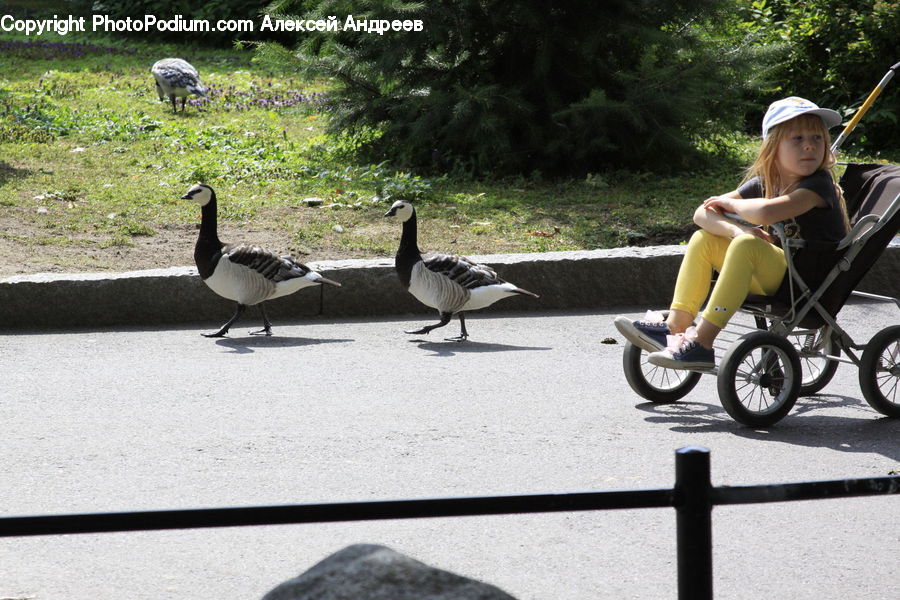 Bird, Goose, Waterfowl, People, Person, Human, Tricycle