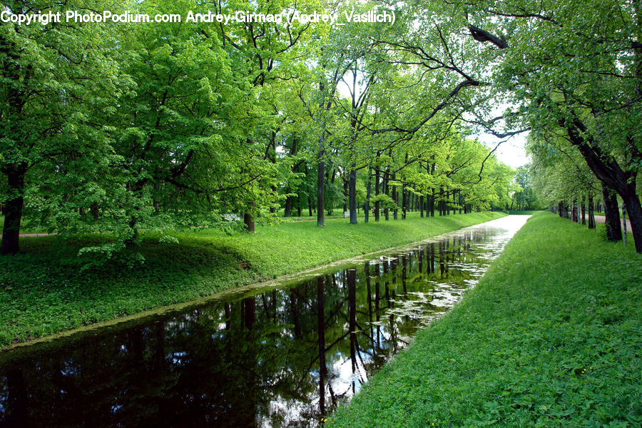 Plant, Tree, Oak, Wood, Canal, Outdoors, River