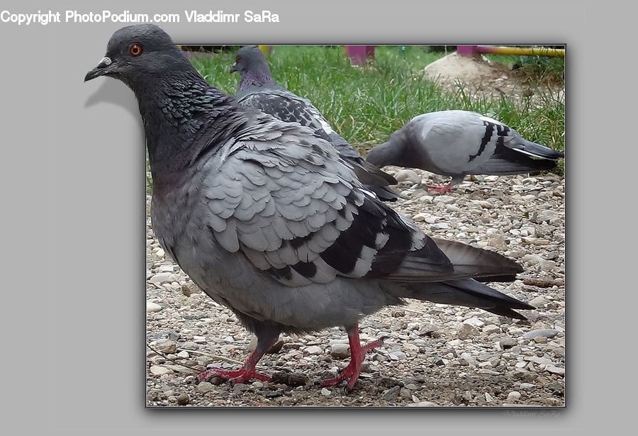 Bird, Pigeon, Dove