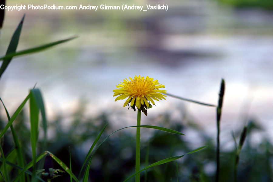 Dandelion, Flower, Plant, Asteraceae, Blossom, Flora, Field