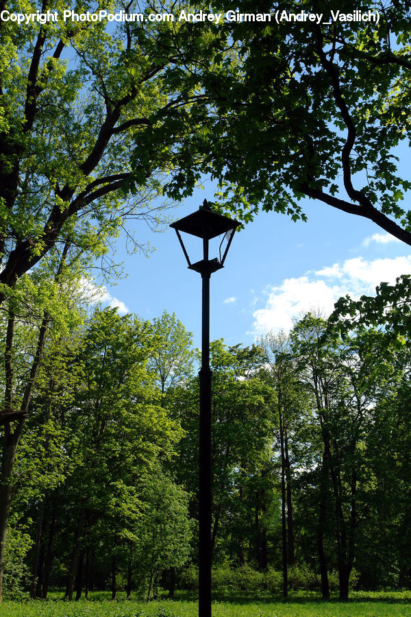 Oak, Tree, Wood, Lamp Post, Pole, Plant, Forest