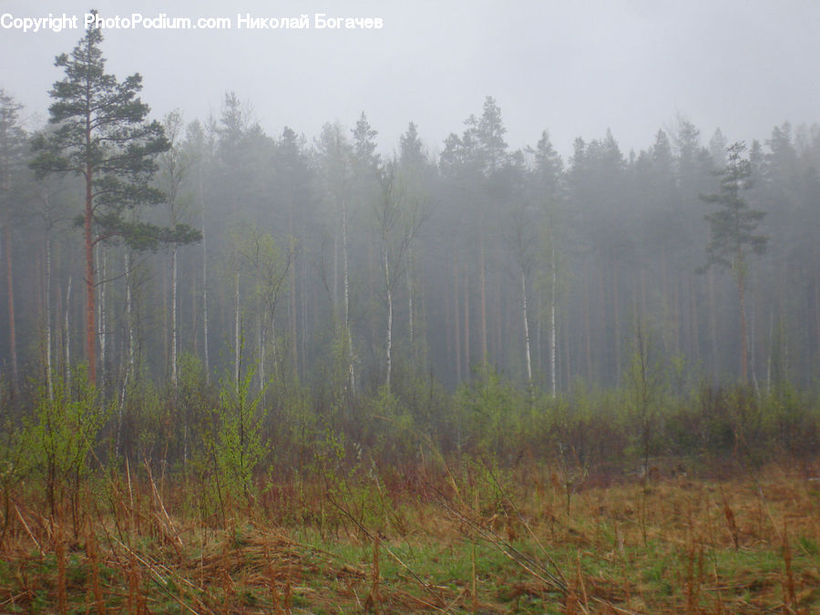 Fog, Forest, Vegetation, Birch, Tree, Wood, Conifer