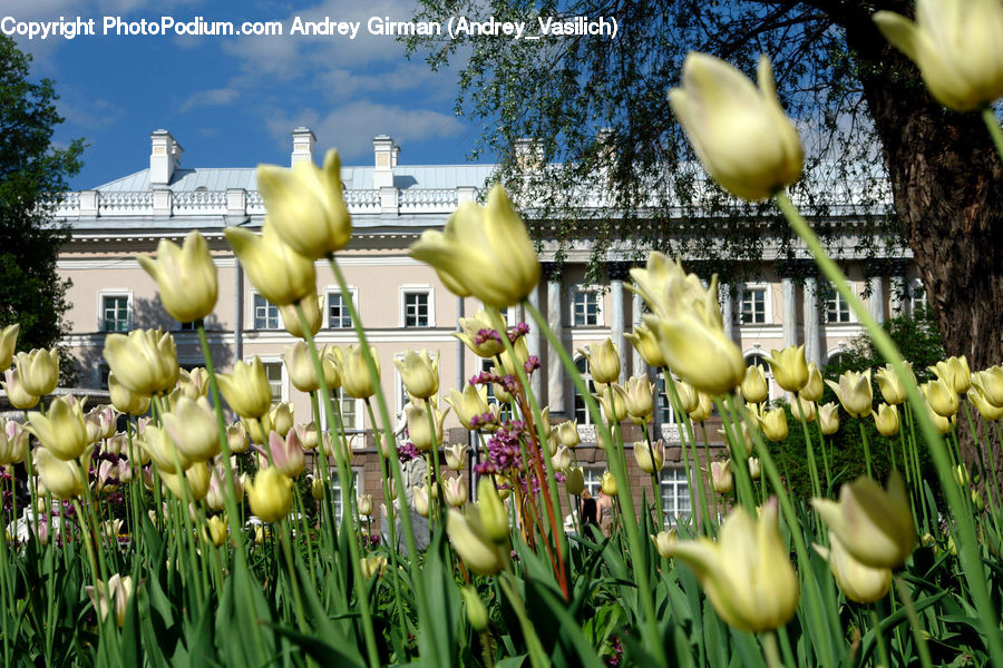 Blossom, Flora, Flower, Plant, Tulip, Art, Sculpture