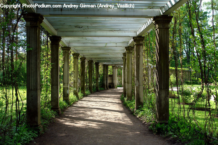 Path, Sidewalk, Walkway, Forest, Jungle, Rainforest, Vegetation