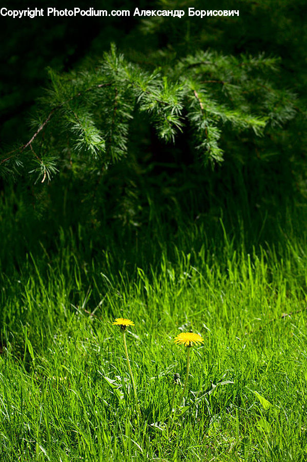 Field, Grass, Grassland, Plant, Conifer, Fir, Tree