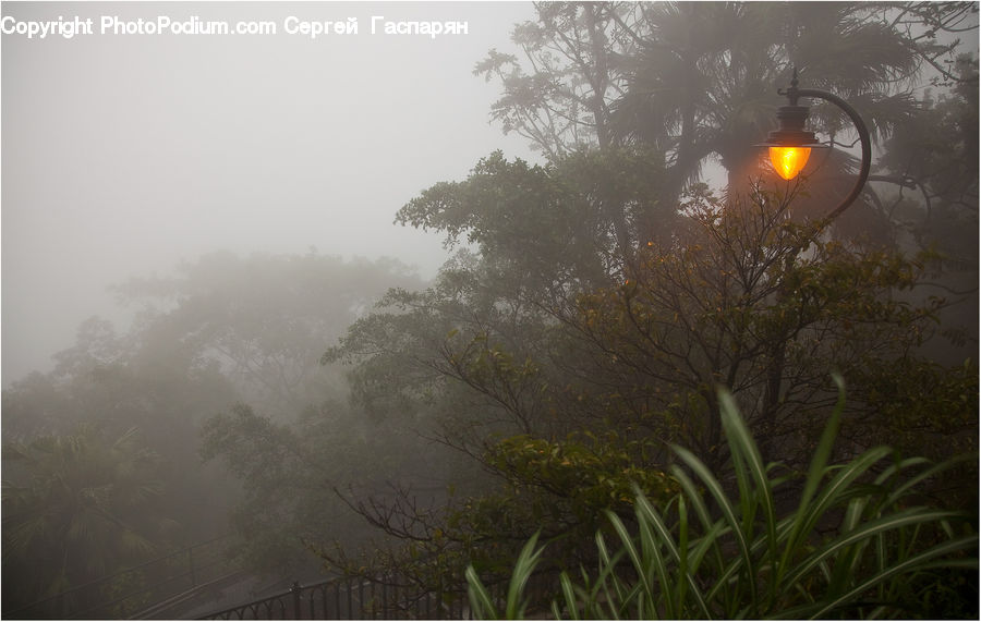 Fog, Mist, Outdoors, Plant, Arecaceae, Palm Tree, Tree