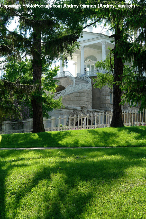 Plant, Tree, Building, Housing, Villa, Ivy, Vine