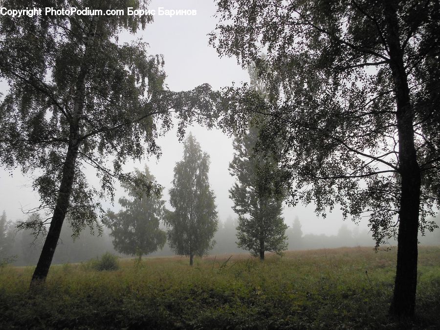 Fog, Forest, Vegetation, Mist, Outdoors, Plant, Tree