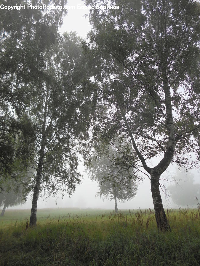 Oak, Tree, Wood, Plant, Forest, Vegetation, Fog