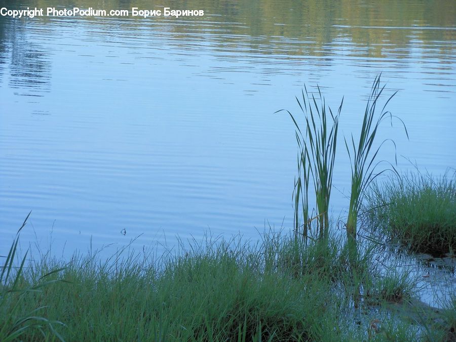 Outdoors, Pond, Water, Field, Grass, Grassland, Plant