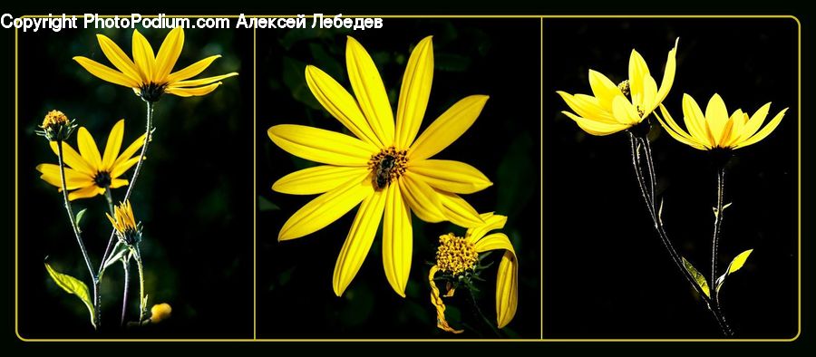 Collage, Poster, Daisies, Daisy, Flower, Plant, Asteraceae