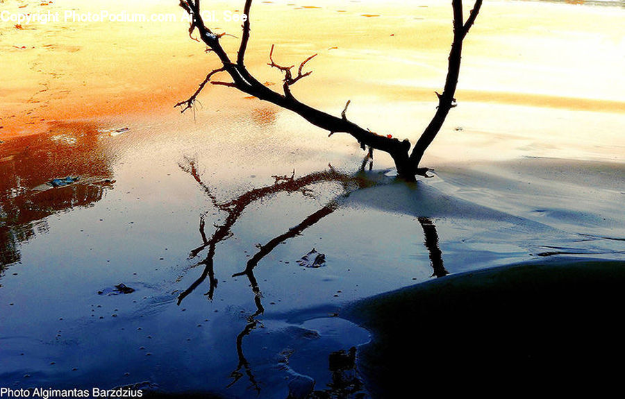 Land, Marsh, Pond, Swamp, Water, Plant, Tree