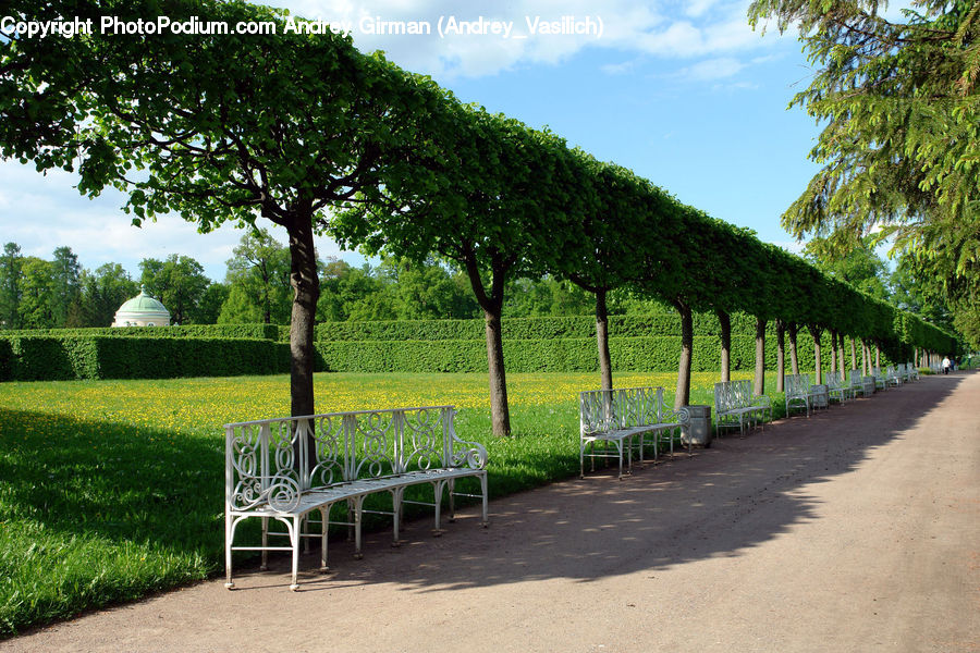 Chair, Furniture, Grassland, Mound, Bench, Conifer, Fir