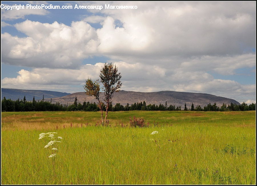 Field, Grass, Grassland, Land, Outdoors, Plant, Savanna